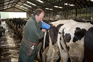Heifers Prints: Dairy farming, farmer artificially inseminating dairy heifers with sexed semen