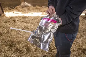 Straw Prints: Dairy farming, farmer with colostrum in bag for first feed of calves