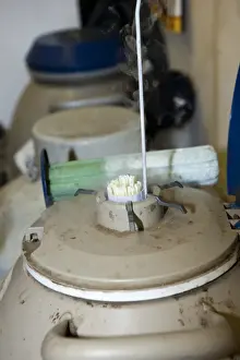 Genetics Prints: Dairy farming, farmer drawing semen straws from flask of liquid nitrogen to artificially inseminate dairy cow