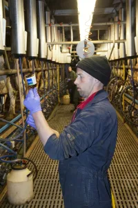 Jobs Prints: Dairy farming, farmer preparing injection for cow