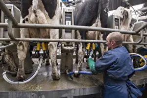 Jobs Prints: Dairy farming, farmer putting milk clusters on Holstein dairy cows being milked in Alpha Laval 50 point rotary parlour