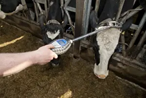 Heifers Prints: Dairy farming, farmer reading electronic tags on dairy heifers, Scotland, april
