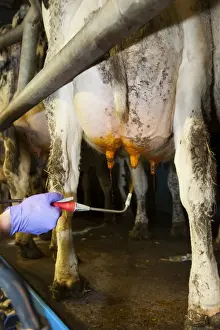 Jobs Prints: Dairy farming, farmer spraying cow udder with iodine solution to help prevent disease and infection