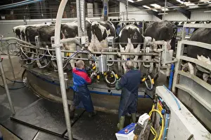 Jobs Prints: Dairy farming, farmers washing udders and putting milk clusters on Holstein dairy cows being milked in Alpha Laval 50