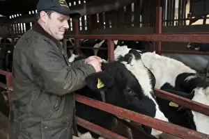 Jobs Prints: Dairy farming, herdsman putting electronic radio collar on cow