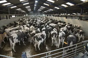Rotary Prints: Dairy farming, Holstein cows in collecting yard before milking in Alpha Laval 50 point rotary parlour