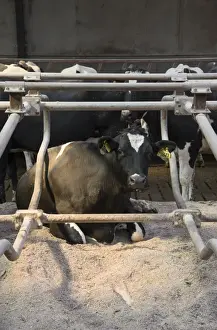 Bedding Prints: Dairy farming, Holstein cows in cubicle house with rubber mattresses and sawdust bedding