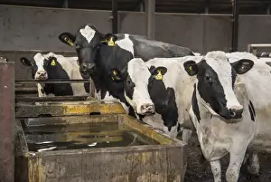 Drinking Prints: Dairy farming, Holstein cows drinking from concrete water trough in passage of cubicle house