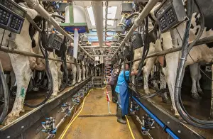 Indoor Prints: Dairy farming, Holstein cows being milked in herringbone milking parlour