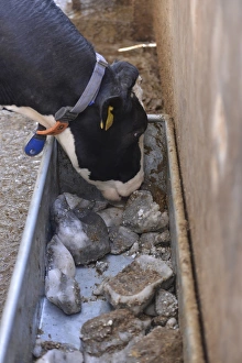 Housing Prints: Dairy farming, Holstein dairy cow