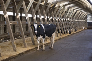 Dairy farming, Holstein dairy cows, standing in wooden cubicle house, North Yorkshire, England, March