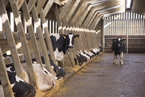 Dairy farming, Holstein dairy cows, standing and resting in wooden cubicle house, North Yorkshire, England, March