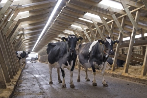 Dairy farming, Holstein dairy cows, standing in wooden cubicle house, North Yorkshire, England, March