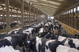 Dairy farming, Holstein dairy cows, herd standing in wooden cubicle house, North Yorkshire, England, March