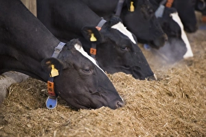 Dairy farming, Holstein dairy cows, wearing collars, close-up of heads, herd feeding on total mixed ration (TMR)
