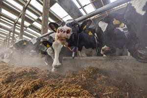 Dairy farming, Holstein dairy cows, wearing collars, herd feeding on total mixed ration (TMR) in wooden cubicle house