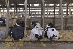 Dairy farming, Holstein dairy cows, resting in wooden cubicle house, North Yorkshire, England, March