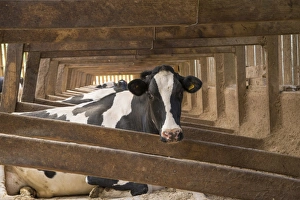 Dairy farming, Holstein dairy cows, resting in wooden cubicle house on mattresses bedded with sawdust, Lancashire