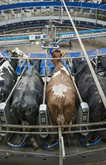 Rotary Prints: Dairy farming, Holstein dairy cows being milked in Alpha Laval 50 point rotary parlour
