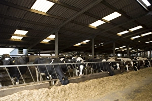 Barrier Prints: Dairy farming, Holstein Friesian cows
