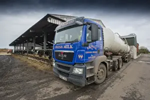 Vehicle Prints: Dairy farming, milk tanker lorry collecting milk from dairy farm