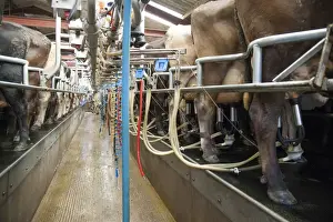 Dairy farming, milking parlour with Brown Swiss dairy cows being milked, Cheshire, England, march