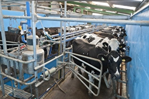 Dairy farming, milking parlour with Holstein cows, Preston, Lancashire, England, september