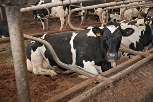 Bedding Prints: Dairy farming, pedigree Holstein Friesian cows