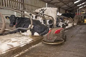 Housing Prints: Dairy farming, robot scraper operating in cubicle house with Holstein dairy cows