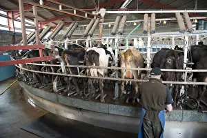 Dairy farming, rotary milking parlour with dairy herd being milked, Dumfries, Scotland, march
