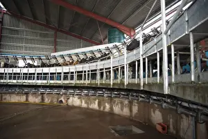 Dairy farming, rotary milking parlour with dairy herd being milked, Dumfries, Scotland, march
