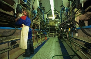 Woman Prints: Dairy farming, worker in milking parlour, Sweden