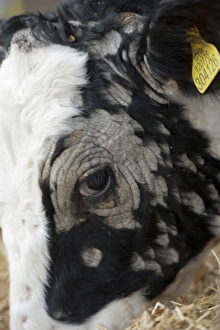 Heifers Prints: Dairy farming, young dairy heifer
