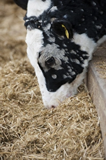 Dairy farming, young dairy heifer, with Ringworm infection, feeding on silage, North Yorkshire, England, November
