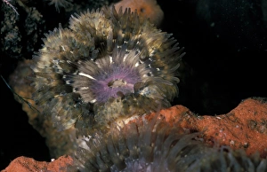 Anemone Prints: Daisy Anemone (Cereus pedunculatus)