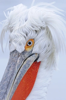 Dalmatian Pelican (Pelecanus crispus) adult, breeding plumage, close-up of head, Lake Kerkini, Macedonia, Greece