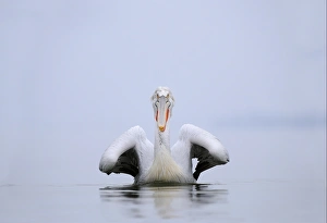 Dalmatian Pelican (Pelecanus crispus) adult, breeding plumage, swimming, Lake Kerkini, Macedonia, Greece