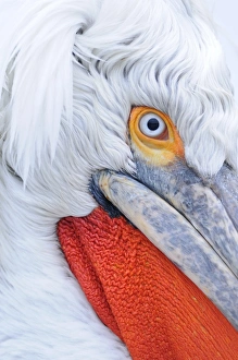 Dalmatian Pelican (Pelecanus crispus) adult, breeding plumage, close-up of head, Lake Kerkini, Macedonia, Greece
