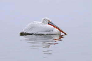 Dalmatian Pelican (Pelecanus crispus) adult, breeding plumage, swimming, Lake Kerkini, Macedonia, Greece