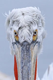 Dalmatian Pelican (Pelecanus crispus) adult, breeding plumage, close-up of head, Lake Kerkini, Macedonia, Greece
