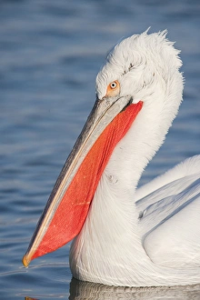 Dalmatian Pelican (Pelecanus crispus) adult, close-up of head and neck, swimming on lake, Lake Kerkini, Macedonia