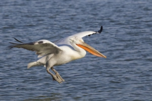 Dalmatian Pelican (Pelecanus crispus) adult, in flight, landing on water, Lake Kerkini, Macedonia, Greece, january