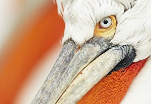 Dalmatian Pelican (Pelecanus crispus) adult, breeding plumage, close-up of head, Lake Kerkini, Macedonia, Greece