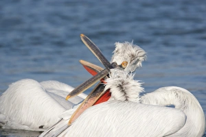 Dalmatian Pelican (Pelecanus crispus) two adult males, fighting on lake, Lake Kerkini, Macedonia, Greece, january