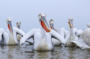 Pelican Prints: Dalmatian Pelican (Pelecanus crispus) adults
