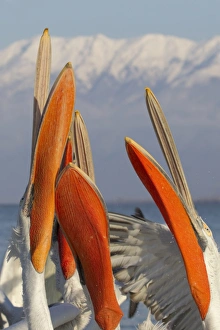 Dalmatian Pelican (Pelecanus crispus) adults, close-up of heads and beaks