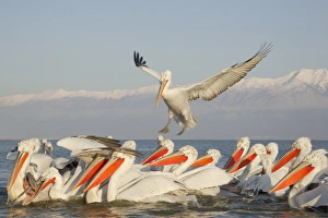 Dalmatian Pelican (Pelecanus crispus) adults, flock competing for fish discarded by fishermen, Lake Kerkini, Macedonia