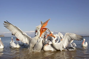 Dalmatian Pelican (Pelecanus crispus) adults, flock competing for fish discarded by fishermen, Lake Kerkini, Macedonia