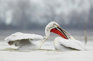 Dalmatian Pelican (Pelecanus crispus) two adults, breeding plumage, fighting on lake at beginning of breeding season