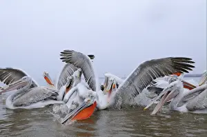 Dalmatian Pelican (Pelecanus crispus) adults and juveniles, group fighting over fish, Lake Kerkini, Macedonia, Greece